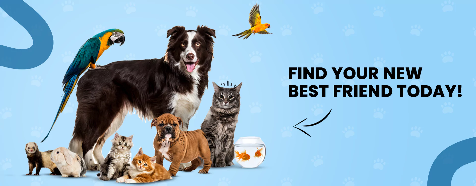 allpet-image-652fb7e2ecc2c